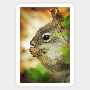 Grateful Squirrel Sticker